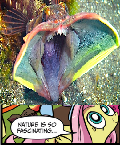 Size: 390x470 | Tagged: safe, derpibooru import, idw, fluttershy, fish, exploitable meme, meme, nature is so fascinating, sarcastic fringehead