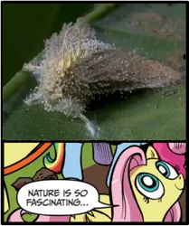 Size: 395x473 | Tagged: cordyceps, derpibooru import, exploitable meme, fluttershy, fungus, idw, meme, moth, nature is so fascinating, safe