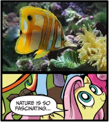 Size: 397x443 | Tagged: derpibooru import, exploitable meme, fake, fish, fluttershy, idw, meme, nature is so fascinating, photoshop, safe, vulgar