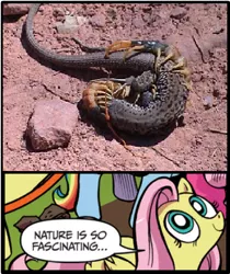 Size: 395x471 | Tagged: centipede, derpibooru import, exploitable meme, fight, fluttershy, idw, lizard, meme, nature is so fascinating, safe