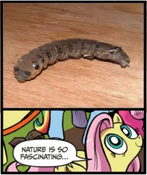 Size: 397x473 | Tagged: caterpillar, derpibooru import, exploitable meme, fluttershy, idw, meme, nature is so fascinating, safe