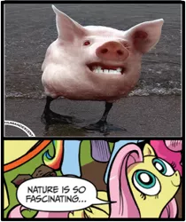 Size: 397x473 | Tagged: safe, derpibooru import, idw, fluttershy, duck, pig, exploitable meme, meme, nature is so fascinating, pigduck