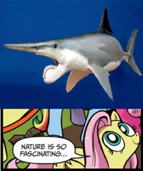 Size: 394x471 | Tagged: derpibooru import, exploitable meme, fluttershy, helicoprion, idw, meme, nature is so fascinating, safe, shark