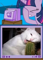 Size: 563x771 | Tagged: safe, derpibooru import, twilight sparkle, cat, cactus, exploitable meme, facehoof, fail, meme, stupidity, tv meme