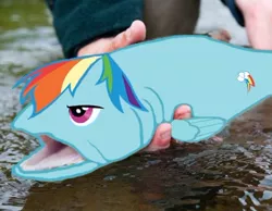 Size: 400x311 | Tagged: artist:geckofex, derpibooru import, edit, fish, fishified, fishy fishy, human, irl, kanye west, not salmon, photo, ponies in real life, rainbow dash, rainbow trout, safe, that's totally a salmon, wat, what has science done
