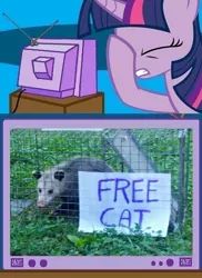 Size: 562x771 | Tagged: cat, derpibooru import, exploitable meme, facehoof, fail, meme, opossum, safe, seems legit, tv meme, twilight sparkle