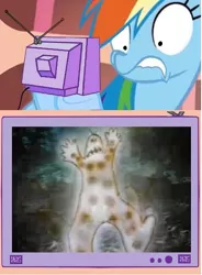 Size: 439x597 | Tagged: safe, derpibooru import, rainbow dash, bunyip, dot and the kangaroo, exploitable meme, scared, tv meme