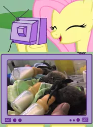 Size: 563x771 | Tagged: bat, bottle, cute, daaaaaaaaaaaw, derpibooru import, diabetes, exploitable meme, fluttershy, milk, safe, tv meme