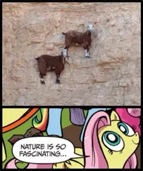 Size: 393x469 | Tagged: safe, derpibooru import, idw, fluttershy, pinkie pie, rainbow dash, earth pony, goat, pegasus, pony, cliff, exploitable meme, female, looking up, mare, meme, nature is so fascinating, offscreen character, smiling, speech bubble, text