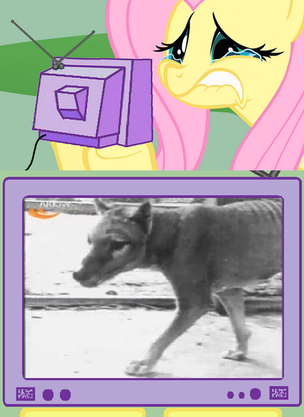 Size: 563x771 | Tagged: crying, derpibooru import, exploitable meme, extinct, fluttercry, fluttershy, meme, safe, thylacine, tv meme