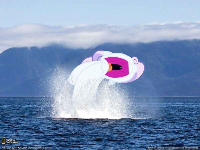 Size: 1600x1200 | Tagged: breach, d:, derpibooru import, edit, frown, maw, national geographic, nose in the air, ocean, open mouth, ponies in real life, safe, solo, sweetie belle, uvula, wat, water, whale