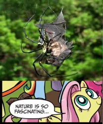 Size: 391x471 | Tagged: bat, derpibooru import, edit, exploitable meme, fluttershy, grimdark, idw, meme, nature is so fascinating, nightmare fuel, spider