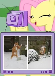 Size: 438x600 | Tagged: cat, derpibooru import, exploitable meme, fluttershy, safe, snow, snowball, tv meme