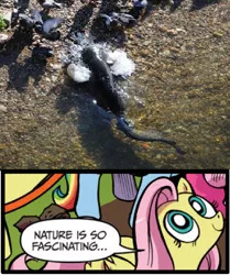 Size: 396x473 | Tagged: bird, catfish, derpibooru import, exploitable meme, fluttershy, idw, meme, nature is so fascinating, pigeon, safe, youtube link