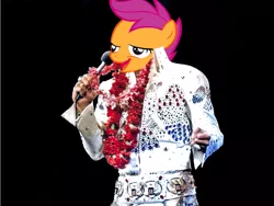 Size: 1024x768 | Tagged: chickun, derpibooru import, elvis presley, exploitable meme, forced meme, meme, safe, scootaloo