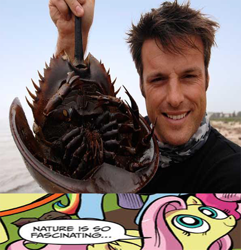 Size: 473x491 | Tagged: safe, derpibooru import, fluttershy, animal, creature, exploitable meme, horseshoe crab, meme, nature is so fascinating, xiphosura