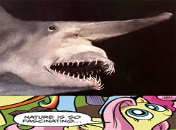 Size: 500x369 | Tagged: derpibooru import, exploitable meme, fluttershy, goblin shark, meme, nature is so fascinating, safe, shark