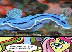 Size: 500x360 | Tagged: blue, derpibooru import, exploitable meme, fluttershy, meme, nature is so fascinating, safe, sea slug