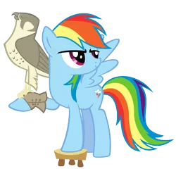 Size: 2333x2333 | Tagged: safe, artist:breadking, derpibooru import, rainbow dash, falcon, pegasus, pony, may the best pet win, falconry, peregrine falcon, simple background, solo, stool, transparent background, vector