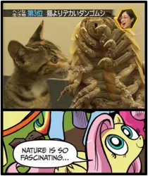 Size: 397x473 | Tagged: cat, derpibooru import, exploitable meme, fluttershy, giant isopod, idw, isopod, japanese, nature is so fascinating, safe