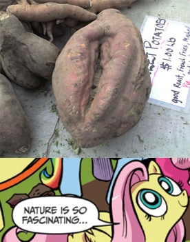 Size: 276x351 | Tagged: exploitable meme, fluttershy, nature is so fascinating, nudity, potato, questionable, vagina