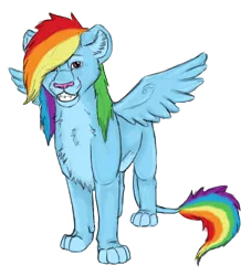 Size: 680x748 | Tagged: artist:sambirani, big cat, derpibooru import, female, lion, lionbow dash, lioness, lionified, rainbow dash, safe, simple background, solo, species swap, spread wings, transparent background, wings