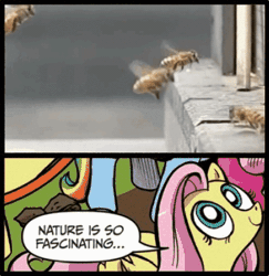 Size: 392x403 | Tagged: animated, bee, crash, derpibooru import, exploitable meme, fluttershy, idw, meme, nature is so fascinating, safe