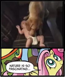 Size: 397x473 | Tagged: baby, derpibooru import, dog, exploitable meme, fluttershy, licking, meme, nature is so fascinating, obligatory pony, safe, youtube link