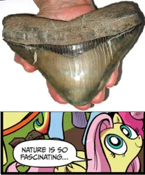 Size: 392x472 | Tagged: exploitable meme, fluttershy, idw, megalodon, meme, nature is so fascinating, obligatory pony, safe, shark, shark tooth, tooth