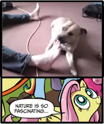 Size: 397x473 | Tagged: derpibooru import, dog, exploitable meme, feet, fluttershy, licking, meme, nature is so fascinating, obligatory pony, safe, youtube link