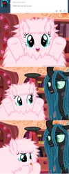 Size: 650x1622 | Tagged: age, artist:mixermike622, ask, golden oaks library, hoof failure, hooves, oc, oc:fluffle puff, queen chrysalis, safe, tumblr, tumblr:ask fluffle puff