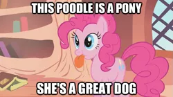 Size: 625x351 | Tagged: safe, derpibooru import, screencap, pinkie pie, dog, earth pony, pony, bridle gossip, behaving like a dog, cute, diapinkes, female, image macro, mare, puppy pie, solo, spitty pie, tongue out