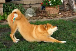 Size: 3504x2336 | Tagged: derpibooru import, dog, doge, exploitable meme, iwtcird, safe, shiba inu, stretching