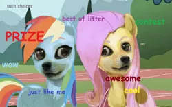 Size: 1280x798 | Tagged: safe, derpibooru import, fluttershy, rainbow dash, comic sans, creepy, doge, shibe