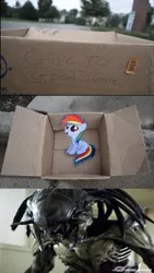 Size: 836x1487 | Tagged: aliens vs. predator, dashie meme, derpibooru import, evil people finding dash meme, exploitable meme, fanfic:my little dashie, meme, predalien, rainbow dash, safe, xenomorph