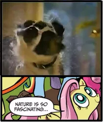 Size: 397x473 | Tagged: safe, derpibooru import, fluttershy, dog, exploitable meme, meme, nature is so fascinating, obligatory pony, youtube link