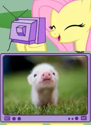 Size: 506x697 | Tagged: bacon, cute, derpibooru import, diabetes, exploitable meme, fluttershy, meme, obligatory pony, pig, piglet, safe, tv meme