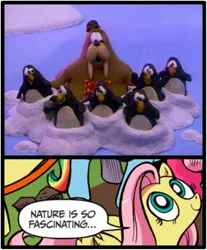 Size: 397x480 | Tagged: claymation, derpibooru import, exploitable meme, fluttershy, ice skating, idw, meme, nature is so fascinating, nostalgia, obligatory pony, penguin, safe, walrus, will vinton