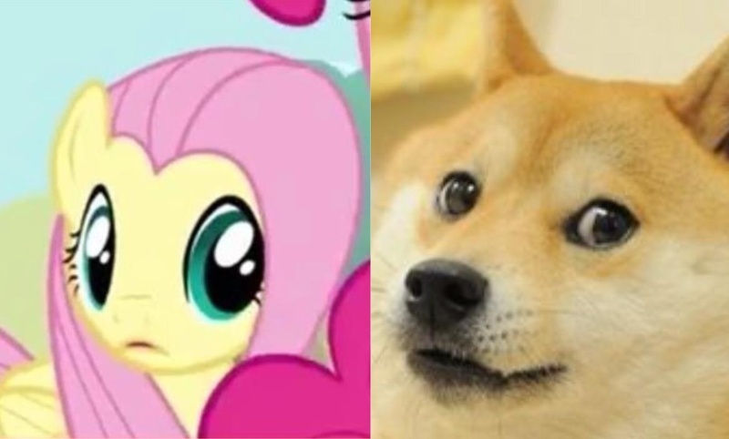 Size: 1168x704 | Tagged: comparison, cute, derpibooru import, dog, doge, faic, fluttershy, funny, look-alike, meme, mind blown, safe, shiba inu, shibe, stare, wow