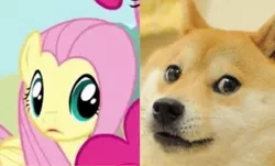 Size: 1168x704 | Tagged: comparison, cute, derpibooru import, dog, doge, faic, fluttershy, funny, look-alike, meme, mind blown, safe, shiba inu, shibe, stare, wow