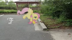 Size: 1920x1080 | Tagged: angel bunny, artist:mr-kennedy92, derpibooru import, fluttershy, forest, irl, parking lot, photo, ponies in real life, rabbit, safe