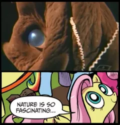 Size: 392x408 | Tagged: safe, derpibooru import, fluttershy, cephalopod, exploitable meme, meme, nature is so fascinating, obligatory pony, vampire squid