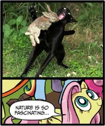 Size: 495x591 | Tagged: safe, derpibooru import, fluttershy, cat, rabbit, exploitable meme, meme, nature is so fascinating, obligatory pony, rabbit of caerbannog