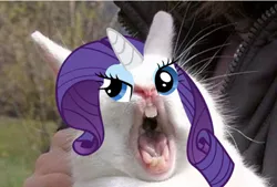 Size: 590x398 | Tagged: 1000 years in photoshop, creepy, derpibooru import, face, pony eyes on stuff, rabbit, rage, rage face, rarity, safe, solo