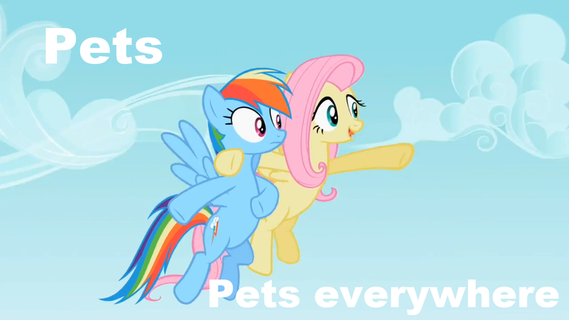 Size: 1280x720 | Tagged: caption, derpibooru import, duo, edit, edited screencap, fluttershy, flying, hoof around neck, may the best pet win, meme, rainbow dash, safe, screencap, x x everywhere