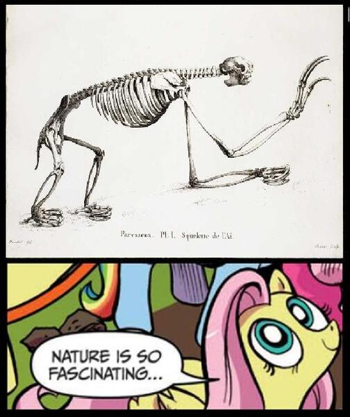 Size: 595x709 | Tagged: derpibooru import, exploitable meme, fluttershy, meme, nature is so fascinating, obligatory pony, safe, skeleton, sloth