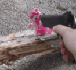 Size: 76x70 | Tagged: animated, background pony strikes again, drama, edgy, fail, gif for breezies, gun, hater, internet tough guy, lowres, picture for breezies, pinkiebuse, pinkie pie, safe, toy abuse