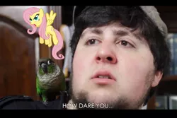 Size: 1800x1200 | Tagged: bird, birdemic, derpibooru import, fluttershy, how dare you?, jacques, jontron, meme, obligatory pony, safe