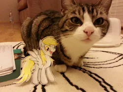 Size: 1280x960 | Tagged: safe, artist:leylaligress, derpibooru import, derpy hooves, cat, pegasus, pony, female, irl, mare, paper child, papercraft, photo, ponies in real life, solo