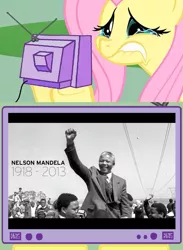 Size: 563x771 | Tagged: derpibooru import, exploitable meme, fluttercry, fluttershy, meme, nelson mandela, obligatory pony, safe, tv meme